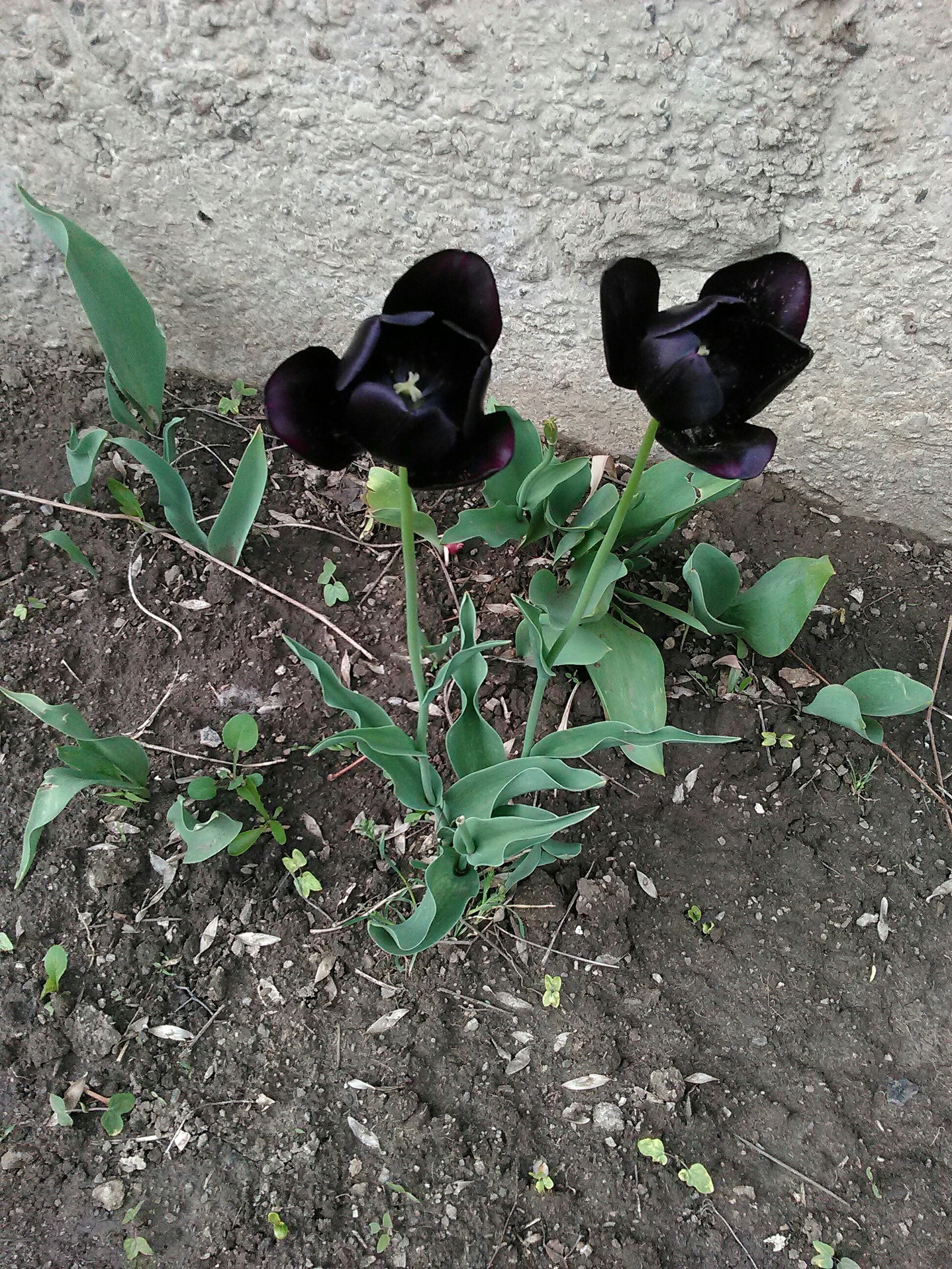 Чёрные тюльпаны | Пикабу