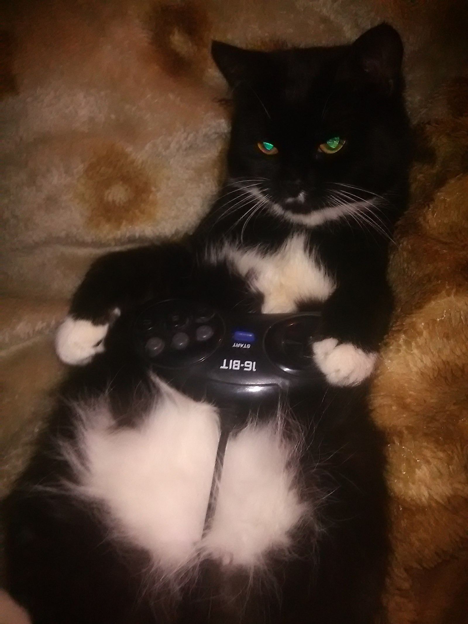 And good morning to you too - My, Kai Yara, Sega, cat, Milota, Games, Longpost