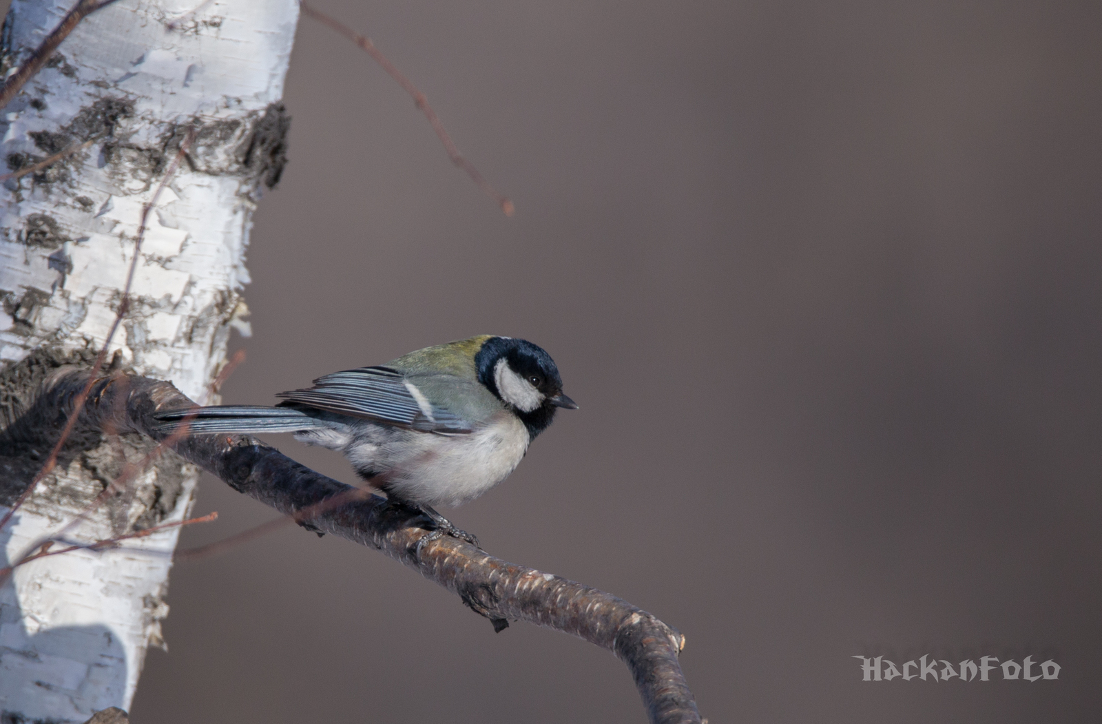 Titmouse birds. Moskovka, gaitka and long-tailed. - My, Birds, Tit, Chickadee, Long-tailed, Moskovka, Longpost