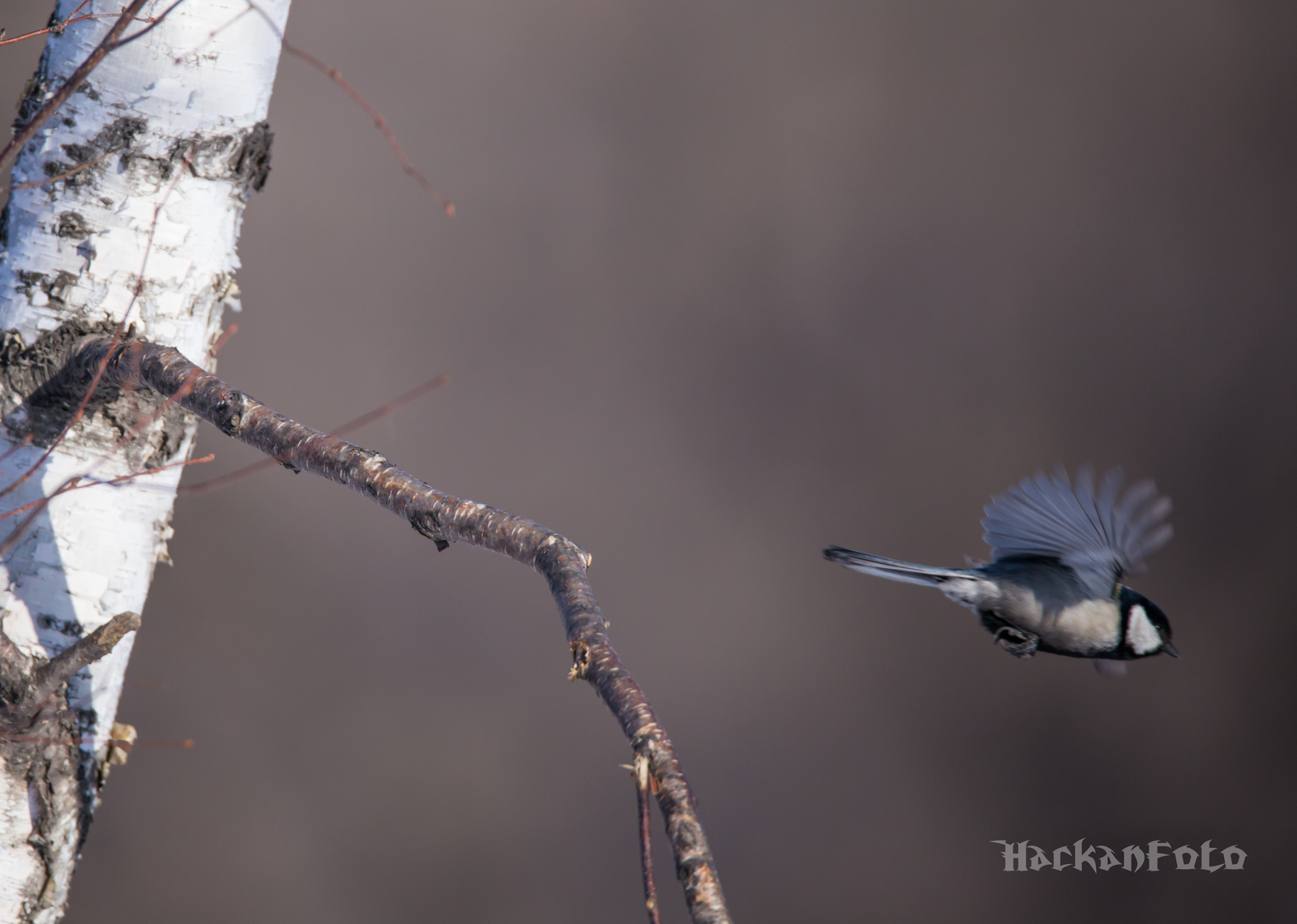 Titmouse birds. Moskovka, gaitka and long-tailed. - My, Birds, Tit, Chickadee, Long-tailed, Moskovka, Longpost