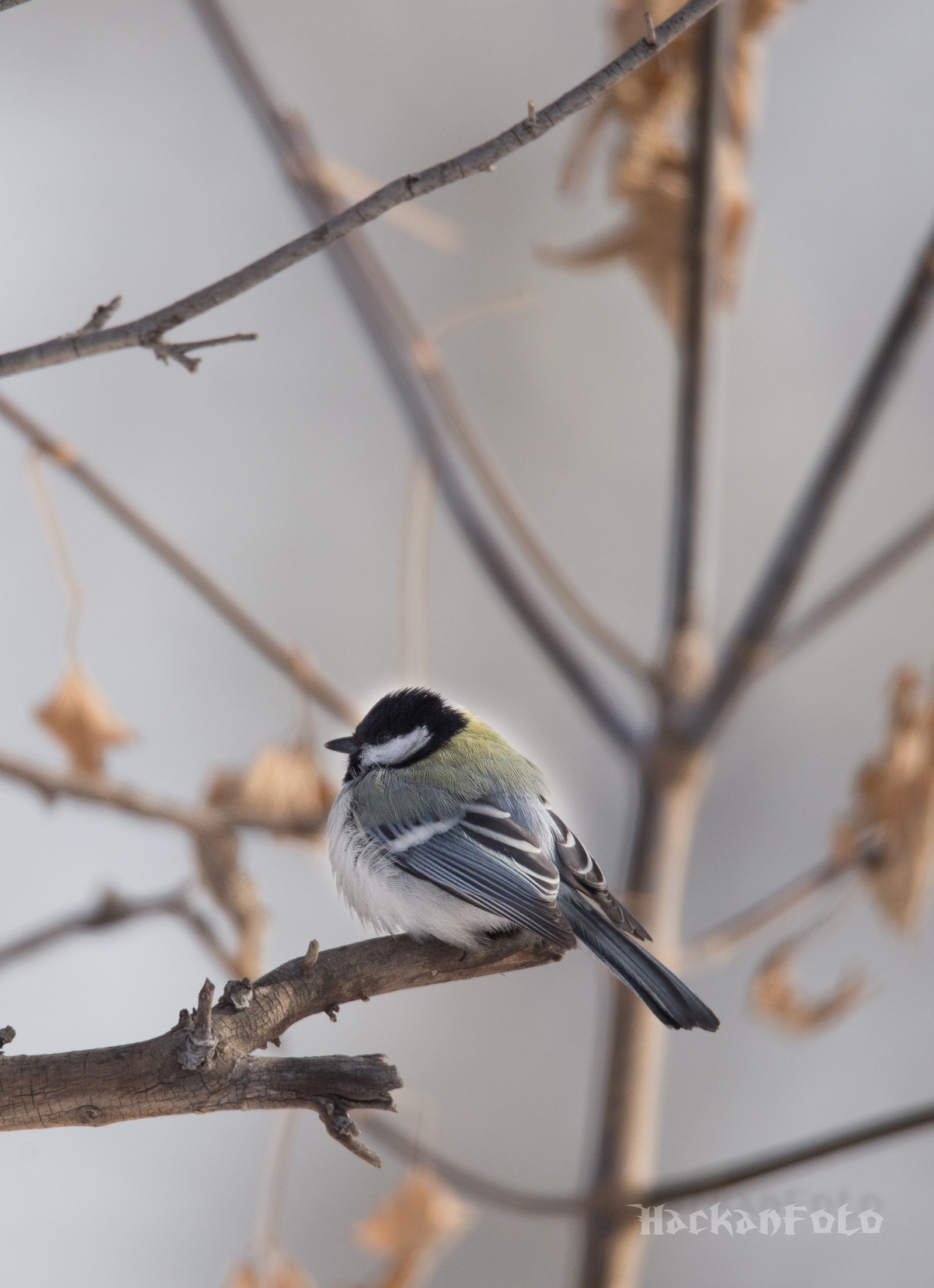 Titmouse birds. Moskovka, gaitka and long-tailed. - My, Birds, Tit, Chickadee, Long-tailed, Moskovka, Longpost