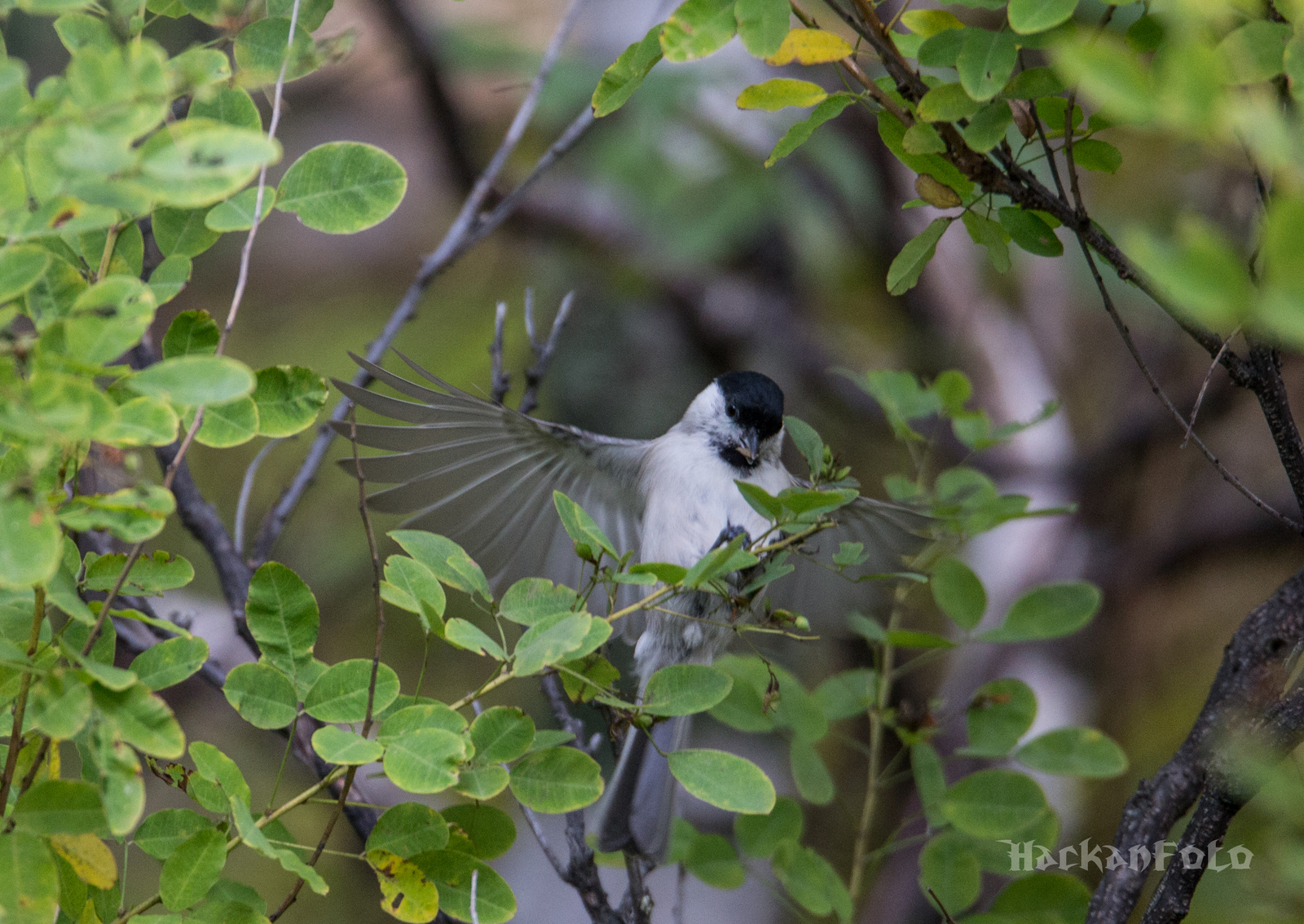 Titmouse birds. Moskovka, gaitka and long-tailed. - My, Birds, Tit, Chickadee, Long-tailed, Moskovka, Longpost