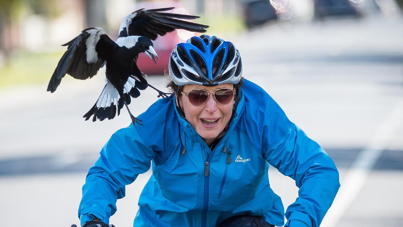 Watch out, magpies! - Australia, Ecology, Birds, Attack, Ecosphere, Magpie, Longpost, Video