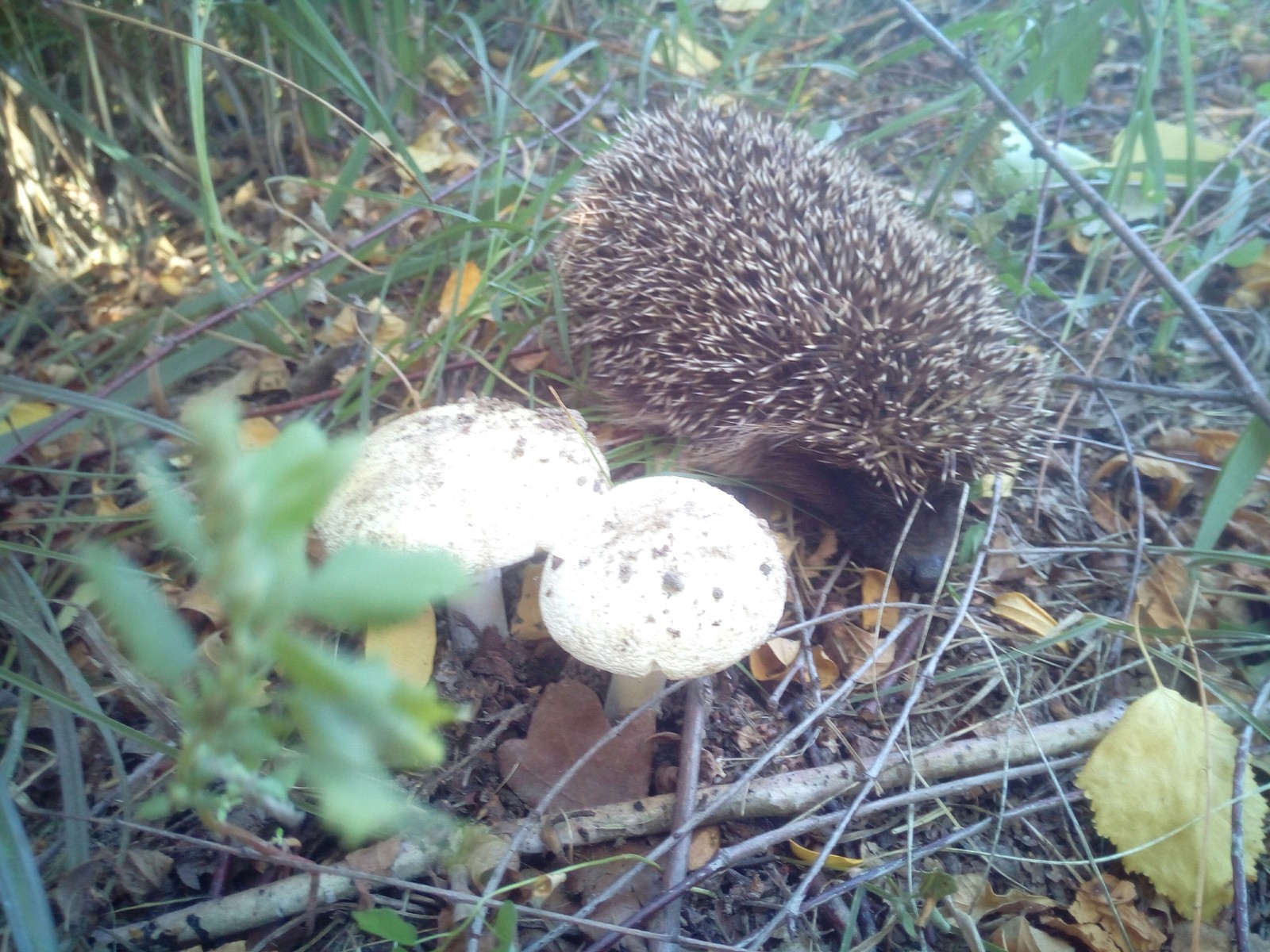 Fresh - My, Mushrooms, Hedgehog, Longpost