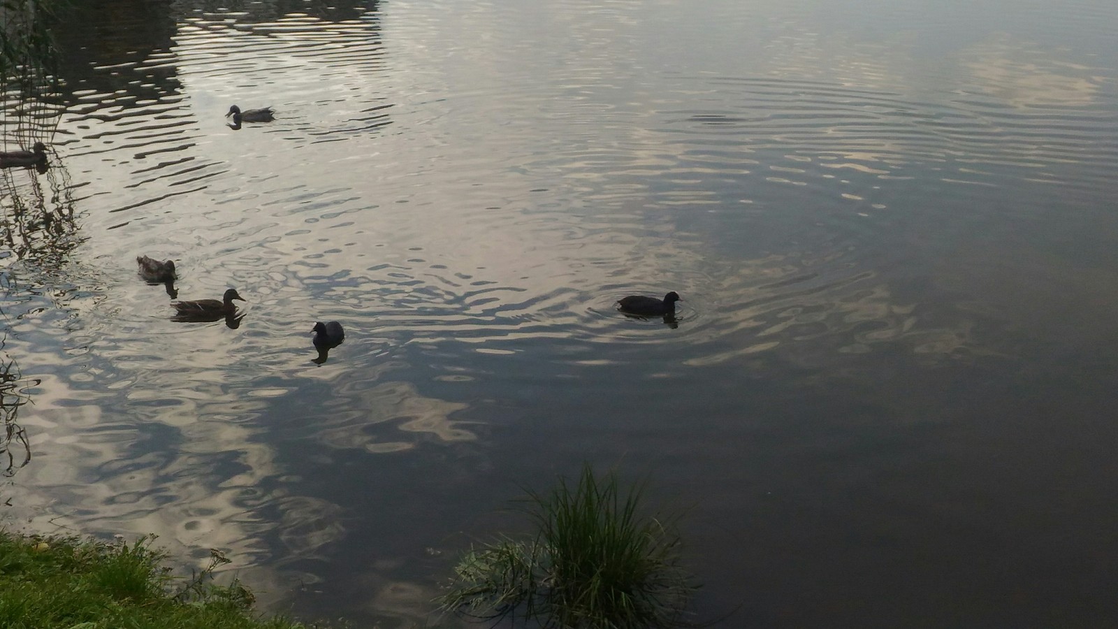 Lake in Kaliningrad - My, My, Nature, Kaliningrad, Lake, Longpost