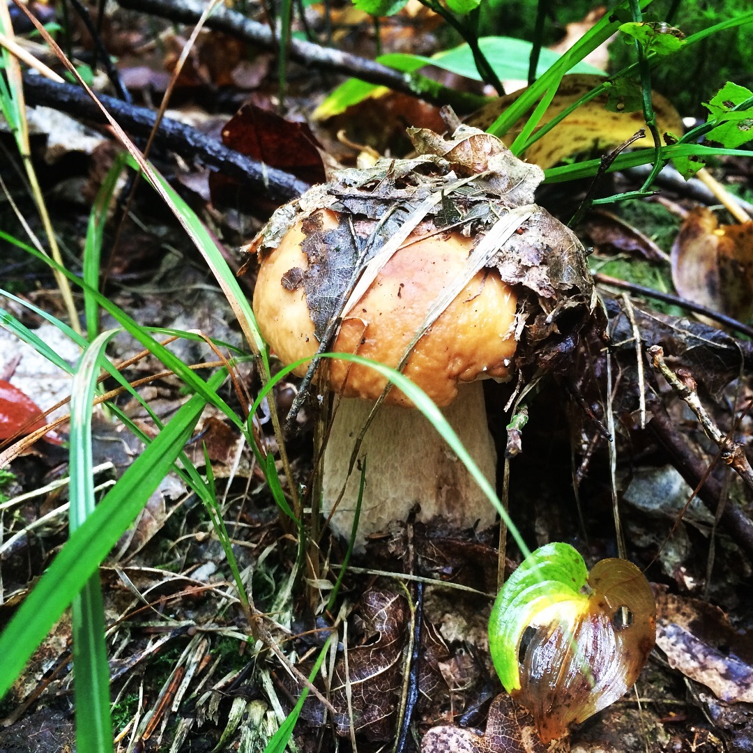 Mushrooms - My, Mushrooms, Republic of Belarus