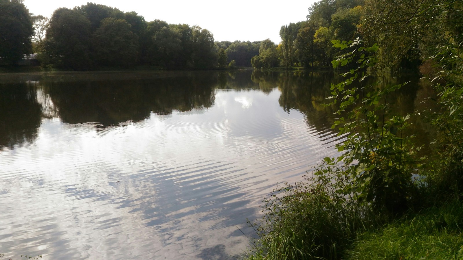 Lake in Kaliningrad - My, My, Nature, Kaliningrad, Lake, Longpost