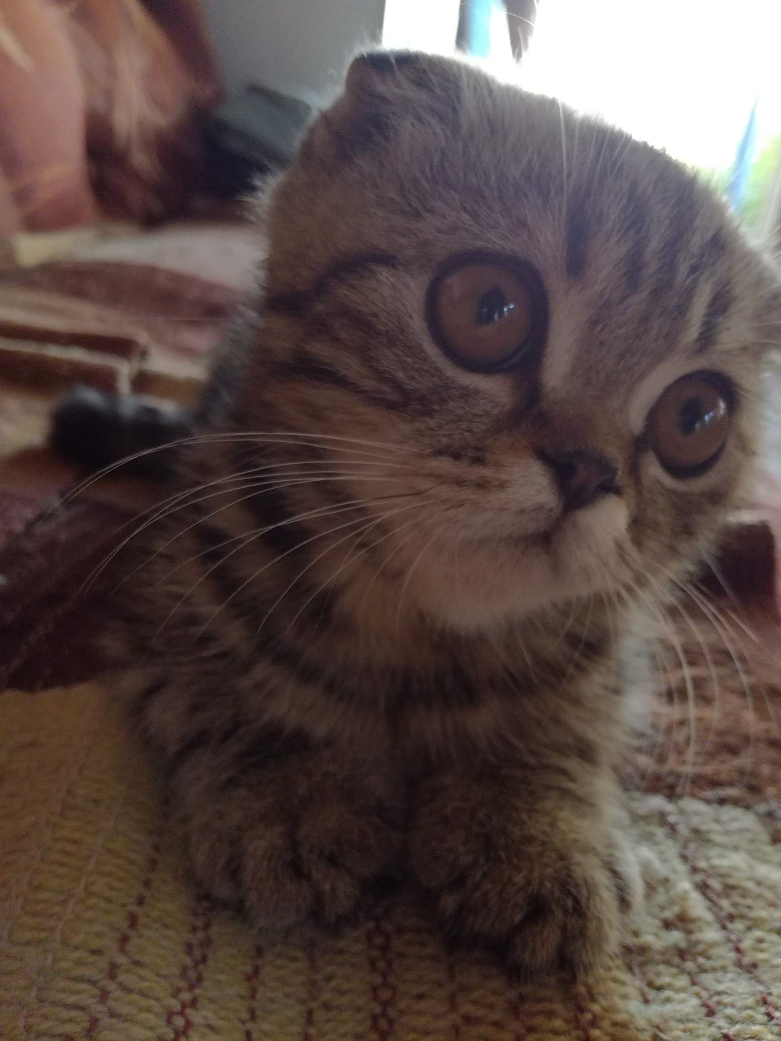 My little fold friend 2 - My, Scottish lop-eared, cat, Longpost