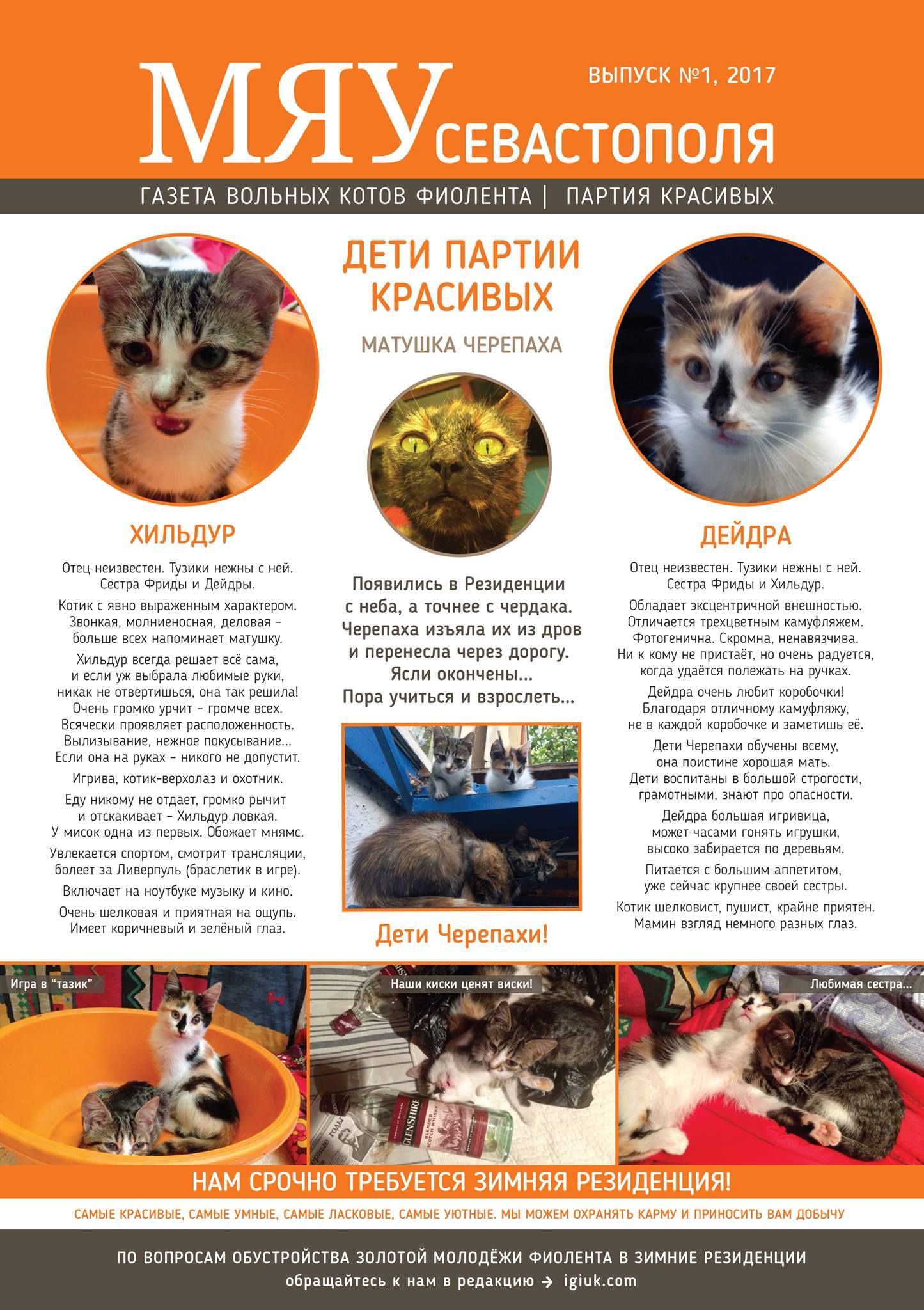 Meow of Sevastopol - the first issue of the newspaper about our Fiolent cats - cat, Crimea, cat house, , In good hands, Longpost, Pet house