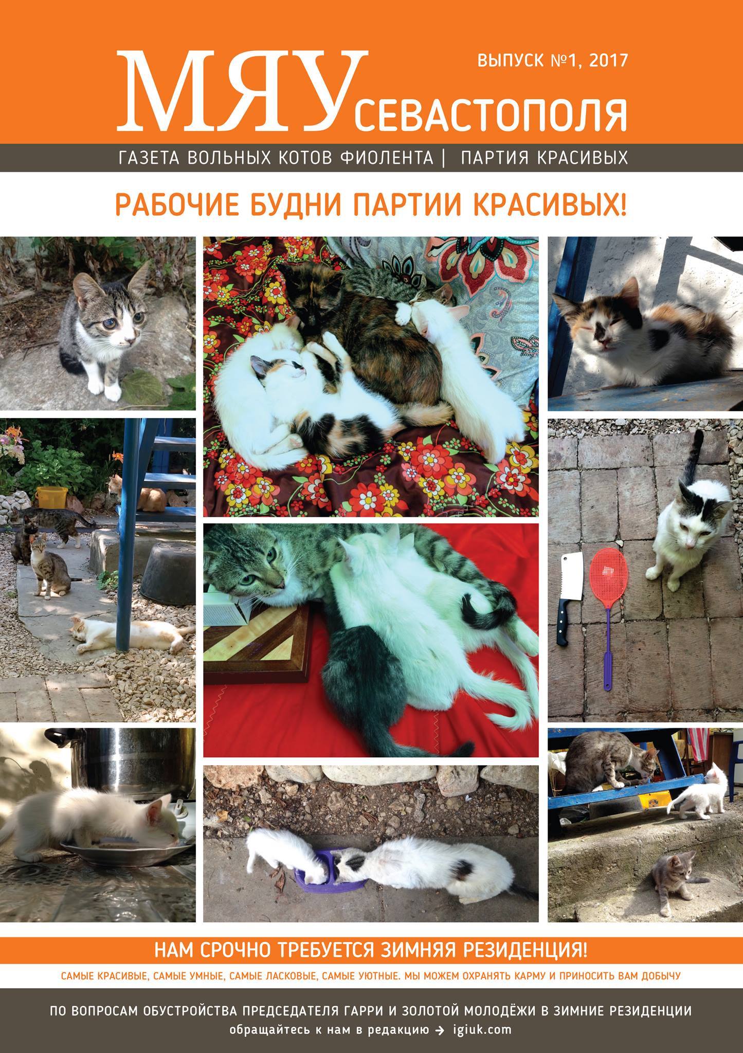 Meow of Sevastopol - the first issue of the newspaper about our Fiolent cats - cat, Crimea, cat house, , In good hands, Longpost, Pet house