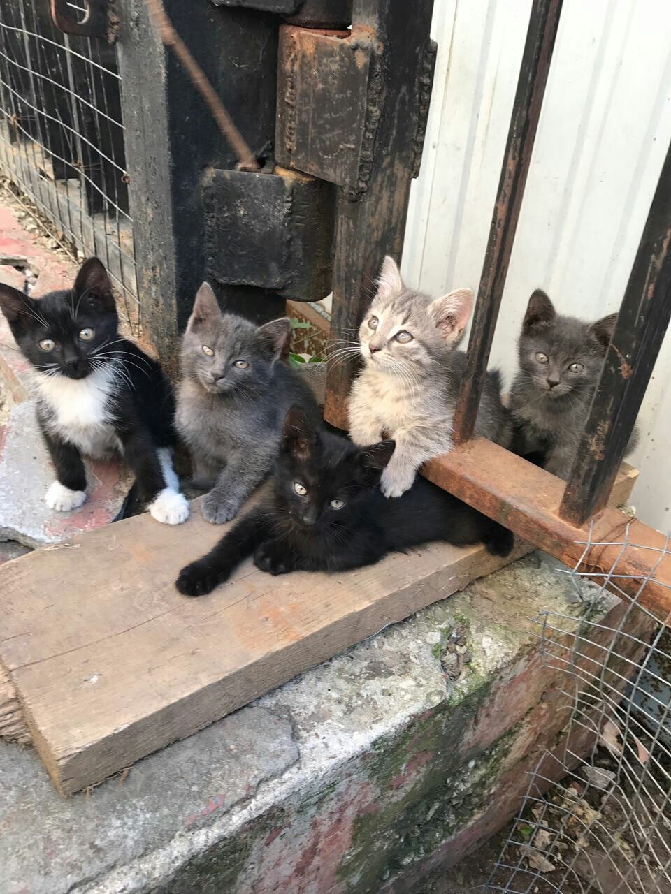 Kittens looking for a home - My, cat, Help, Cats are looking for a home, In good hands