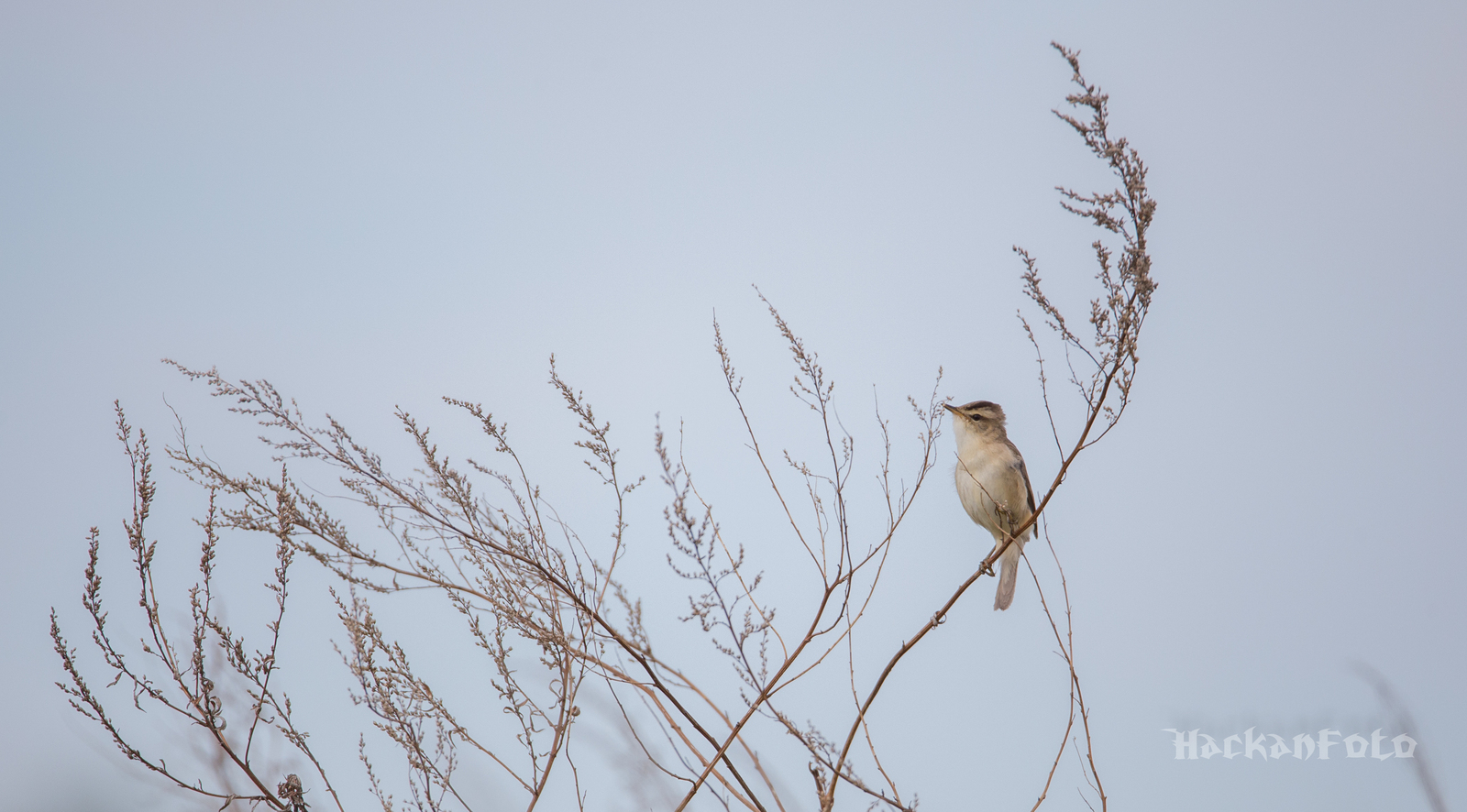 Kamyshovka - My, Birds, Kamyshovka, Longpost