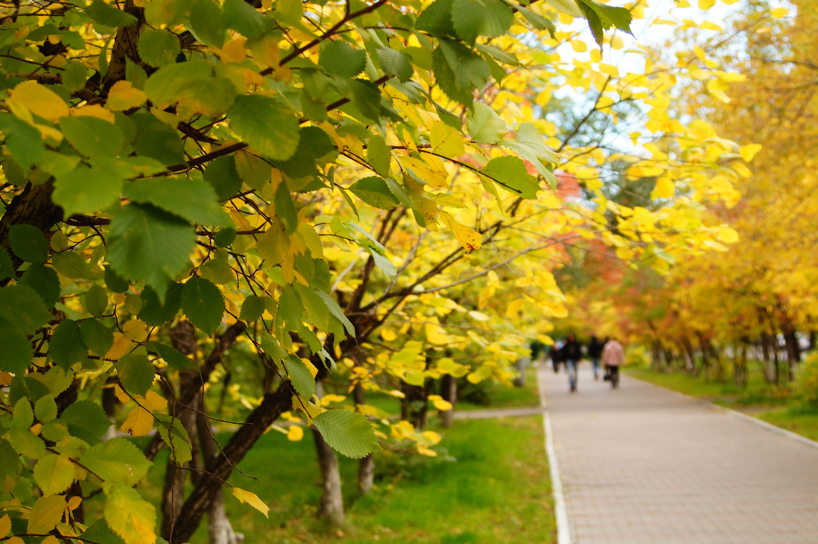 Bright colors of autumn - My, Krasnoyarsk, Siberia, Autumn, Tree, Leaves, Longpost