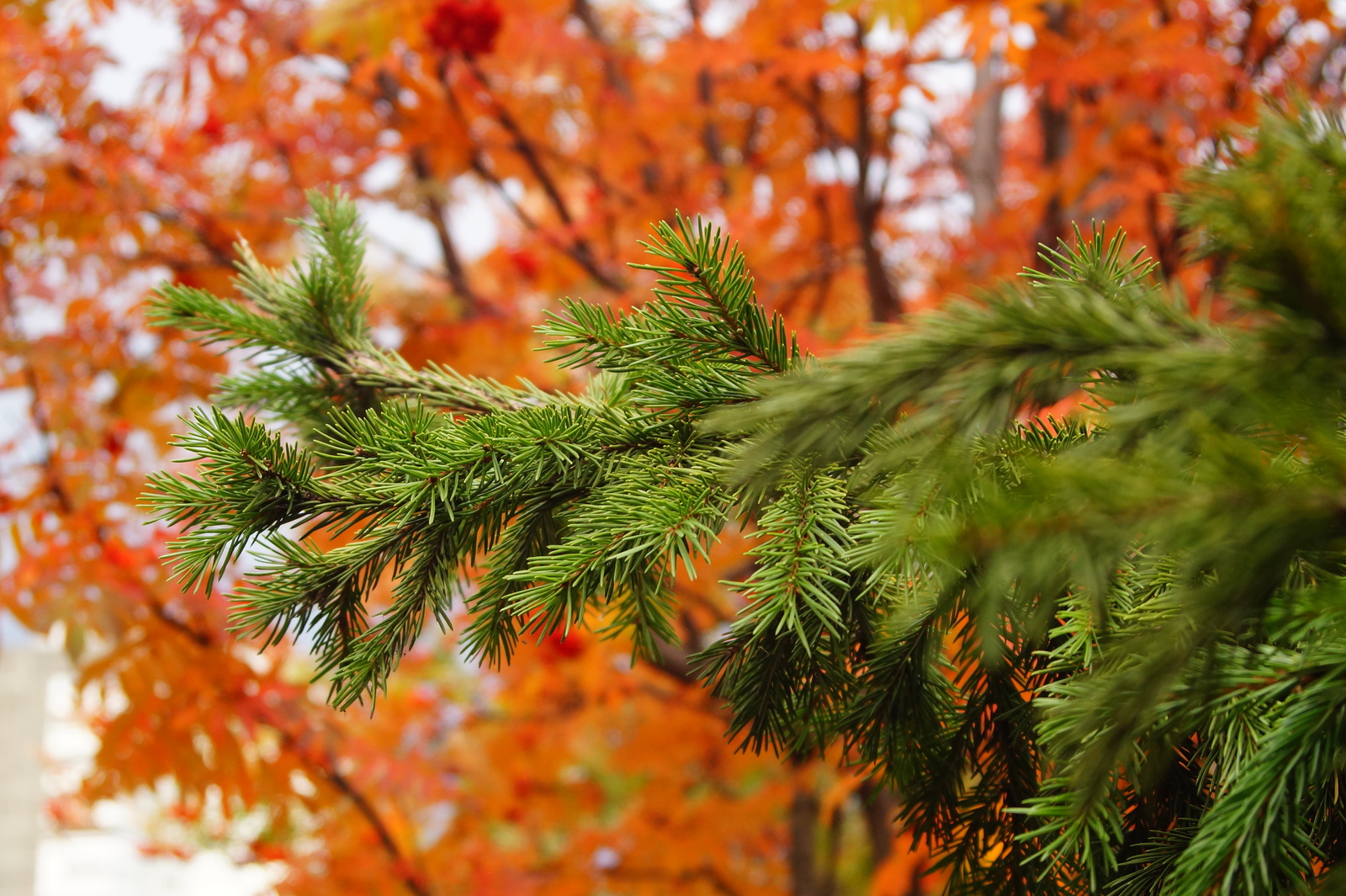 Bright colors of autumn - My, Krasnoyarsk, Siberia, Autumn, Tree, Leaves, Longpost