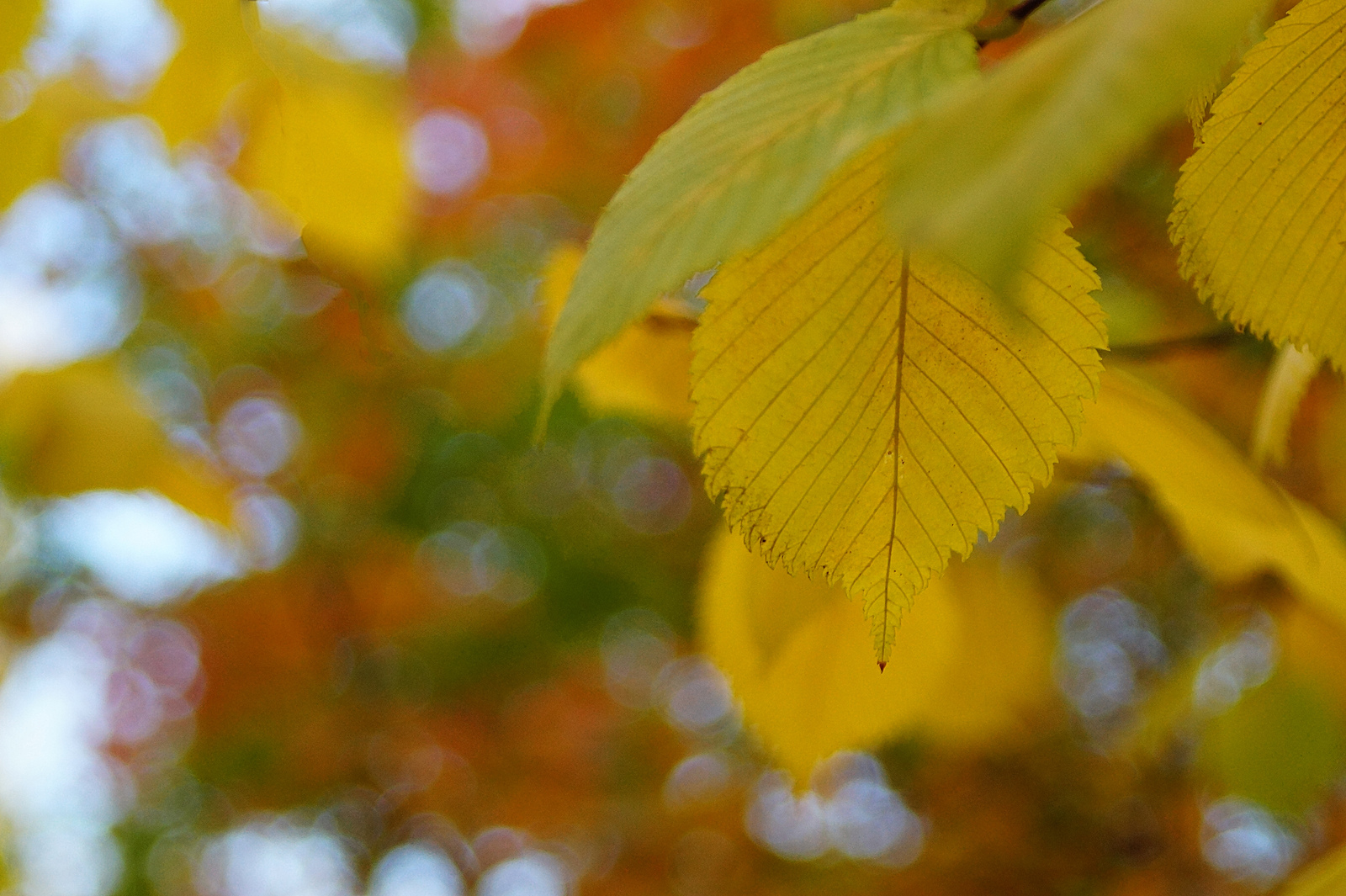 Bright colors of autumn - My, Krasnoyarsk, Siberia, Autumn, Tree, Leaves, Longpost