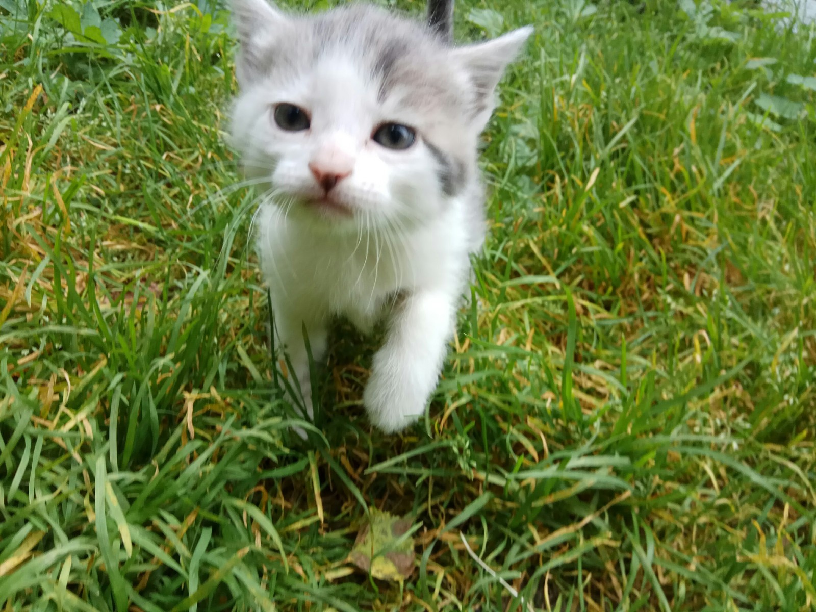 Котята в лигу добра! - Моё, Пермь, Котёнок отдамвдобрыеруки, Кот, В добрые руки, Лига Добра, Кошки ищут дом, Помощь, Длиннопост