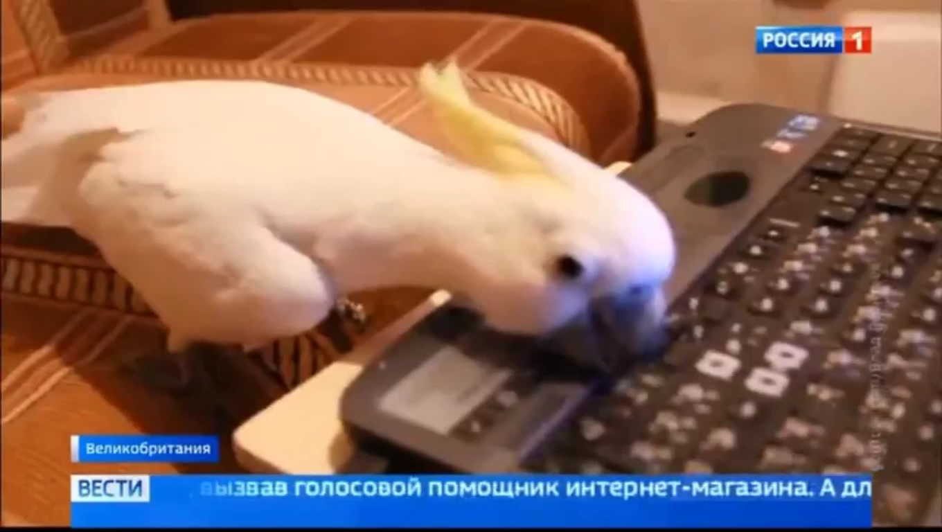 The bird made purchases on the Internet through voice dialing - A parrot, Internet, Purchase, Funny, Birds, Technologies, Video