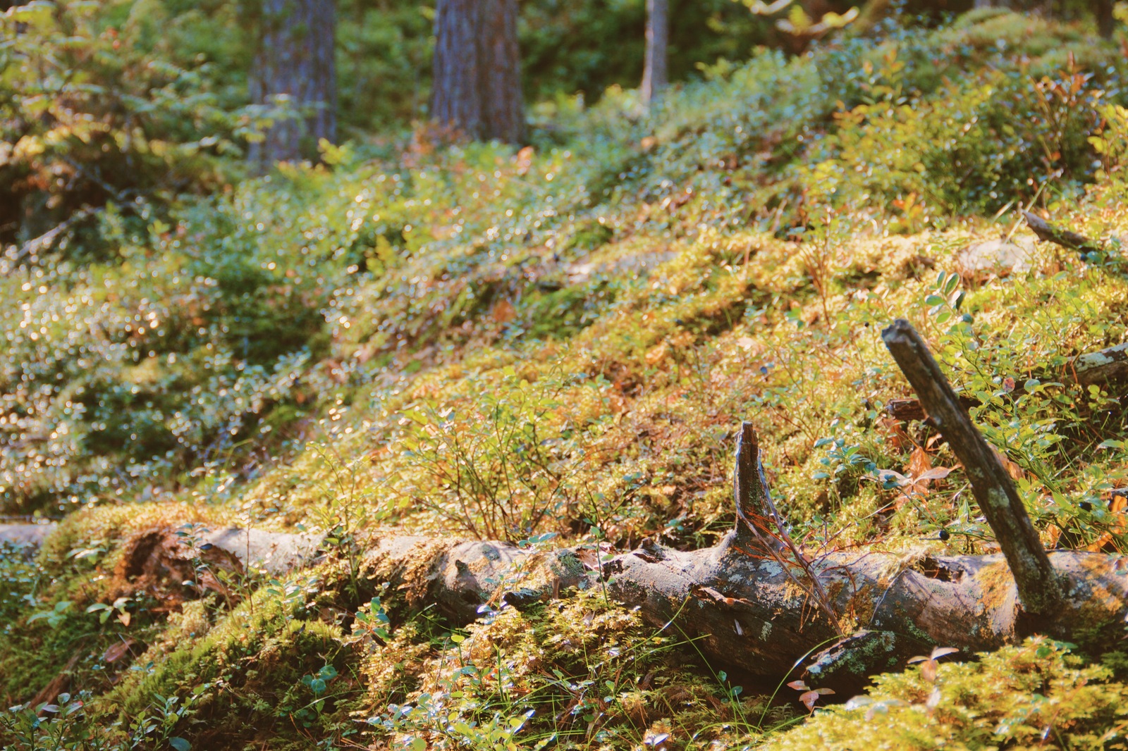 Karelia. - My, Карелия, Tourism, The photo, Road trip, Video, Travels, Nature, Russia, Longpost