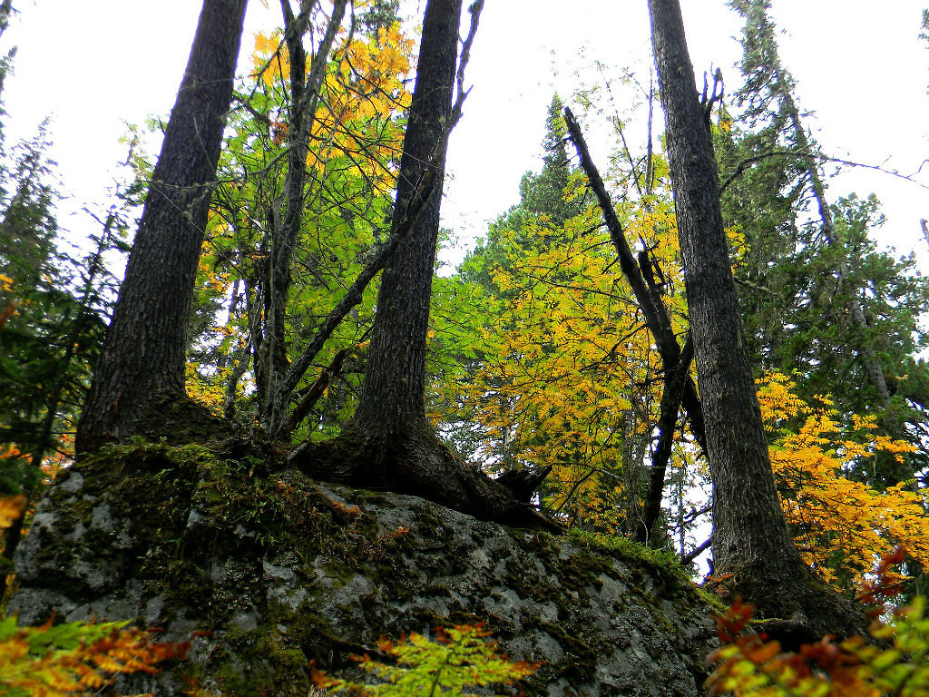 Beauty of Altai - Autumn in Altai, When my uncle's apiary is far away., archive, Longpost