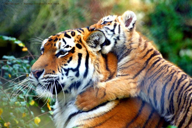 Kazakhstan wants to return wild tigers in 2019. - Tiger, Nature, Leonardo DiCaprio, Kazakhstan