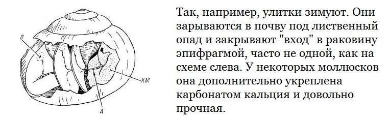 Как брюхоногие дверь себе запилили - Моё, Моллюск, Раковина, Лига биологов, Биология, Зоология, Наука, Познавательно, Длиннопост