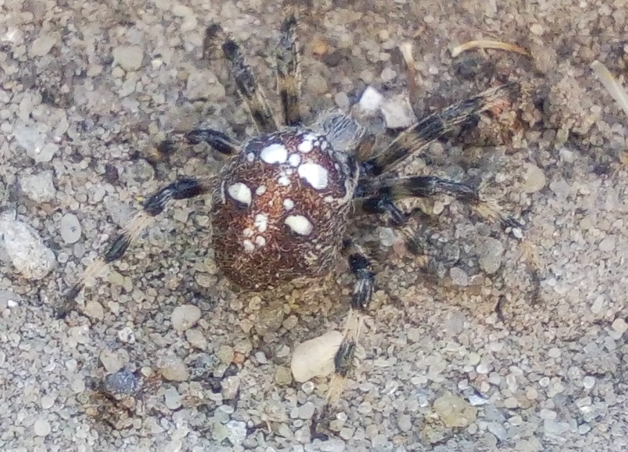 Tell me who is this? - My, Spider, Question, Breed, Wow