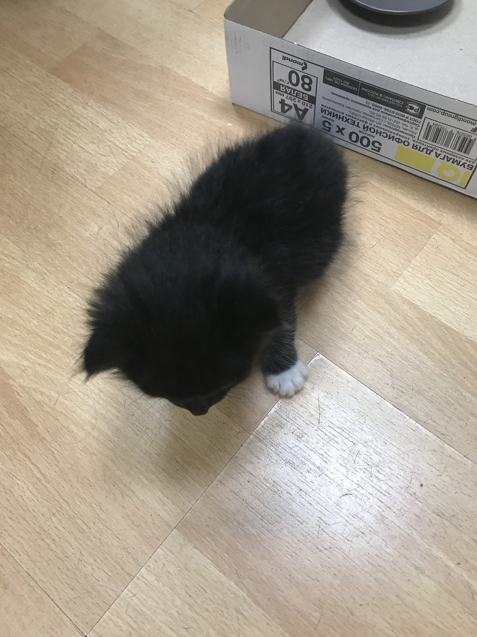 Help Peekaboo! The kitten was found in the bushes, we will give it to good hands - My, cat, I will give, In good hands, Saint Petersburg, Urgently, Longpost