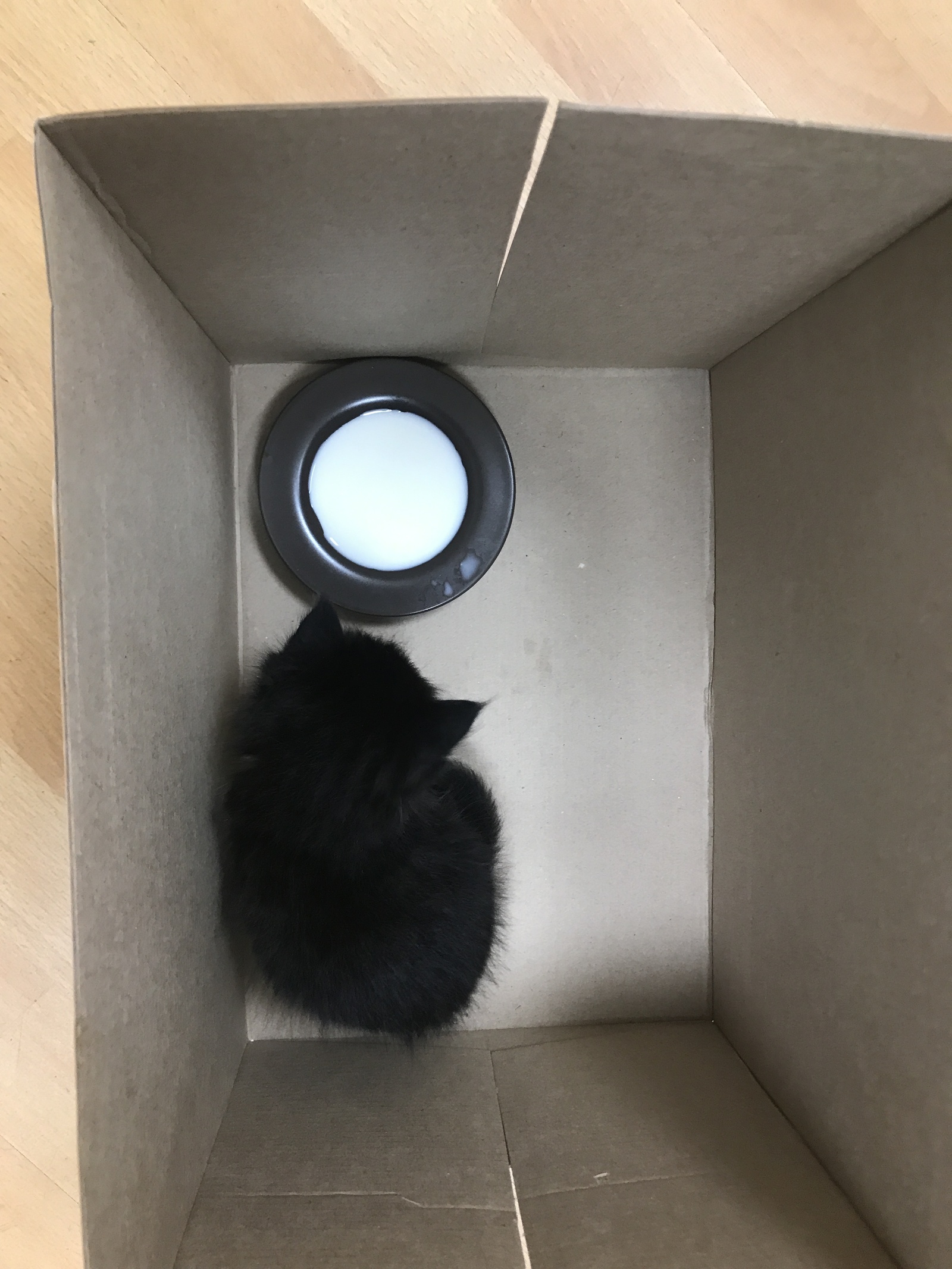 Help Peekaboo! The kitten was found in the bushes, we will give it to good hands - My, cat, I will give, In good hands, Saint Petersburg, Urgently, Longpost