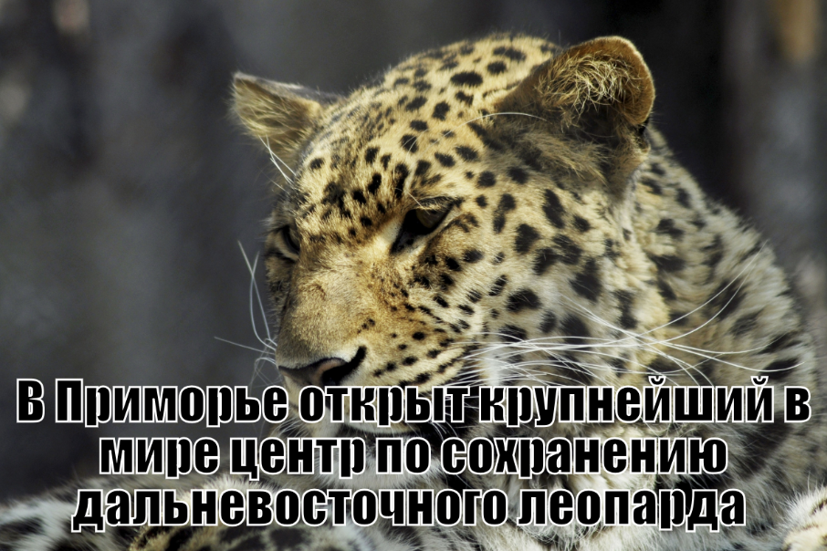 Far Eastern leopard - Far Eastern leopard, Red Book, Russia, Animals