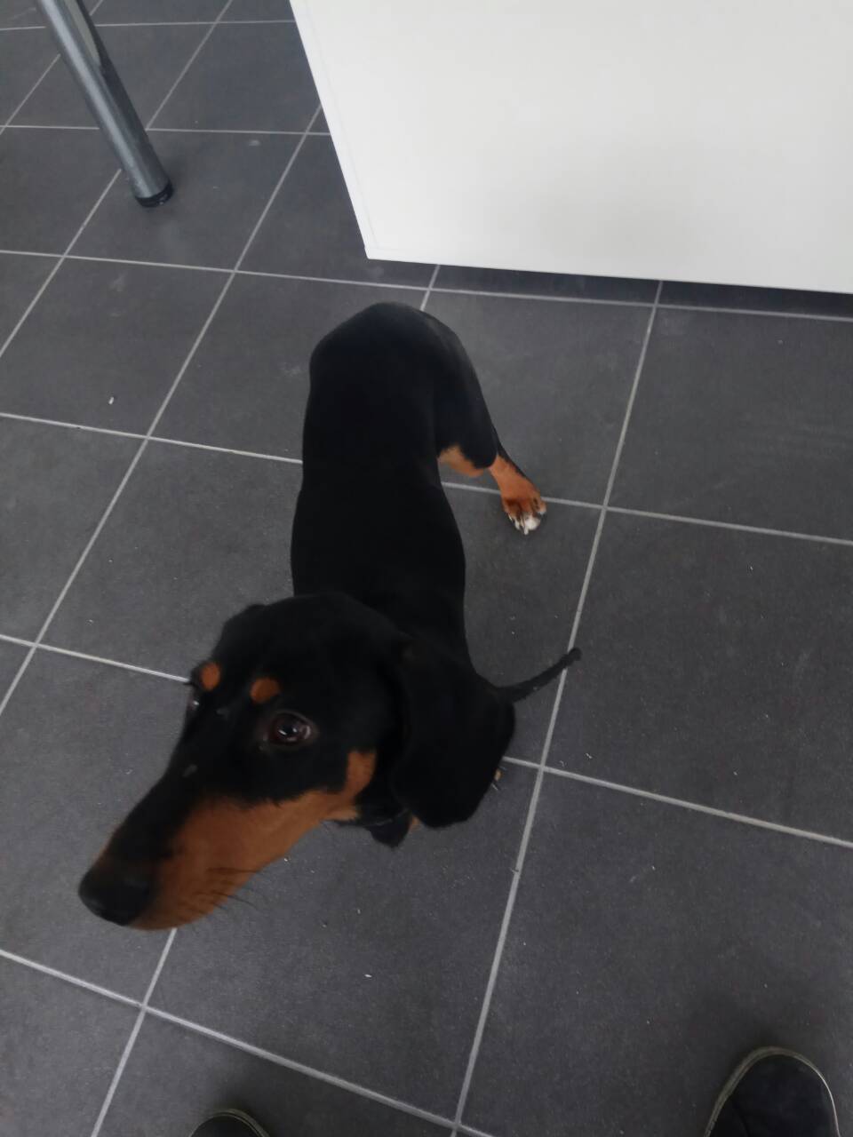 Found dog, Kaliningrad - My, Dog, Found a dog