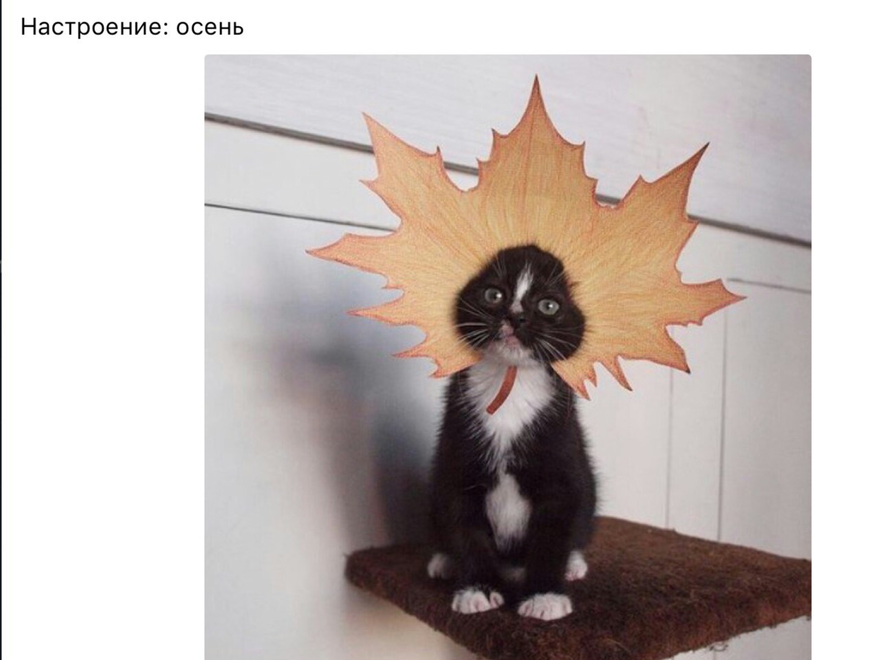 I am a leaf! - Autumn, Autumn leaves, cat