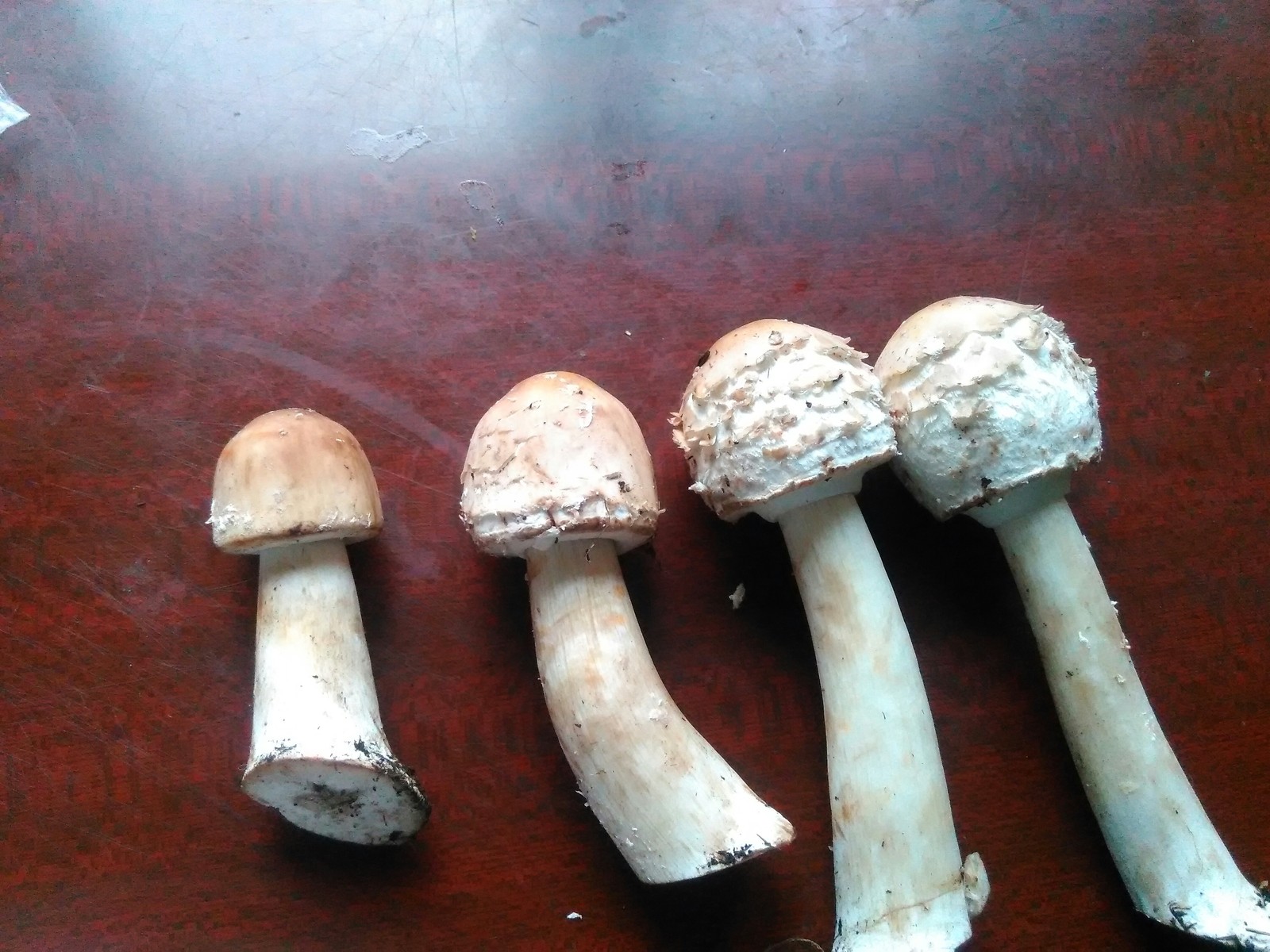 What kind of mushrooms? - My, Mushrooms, 