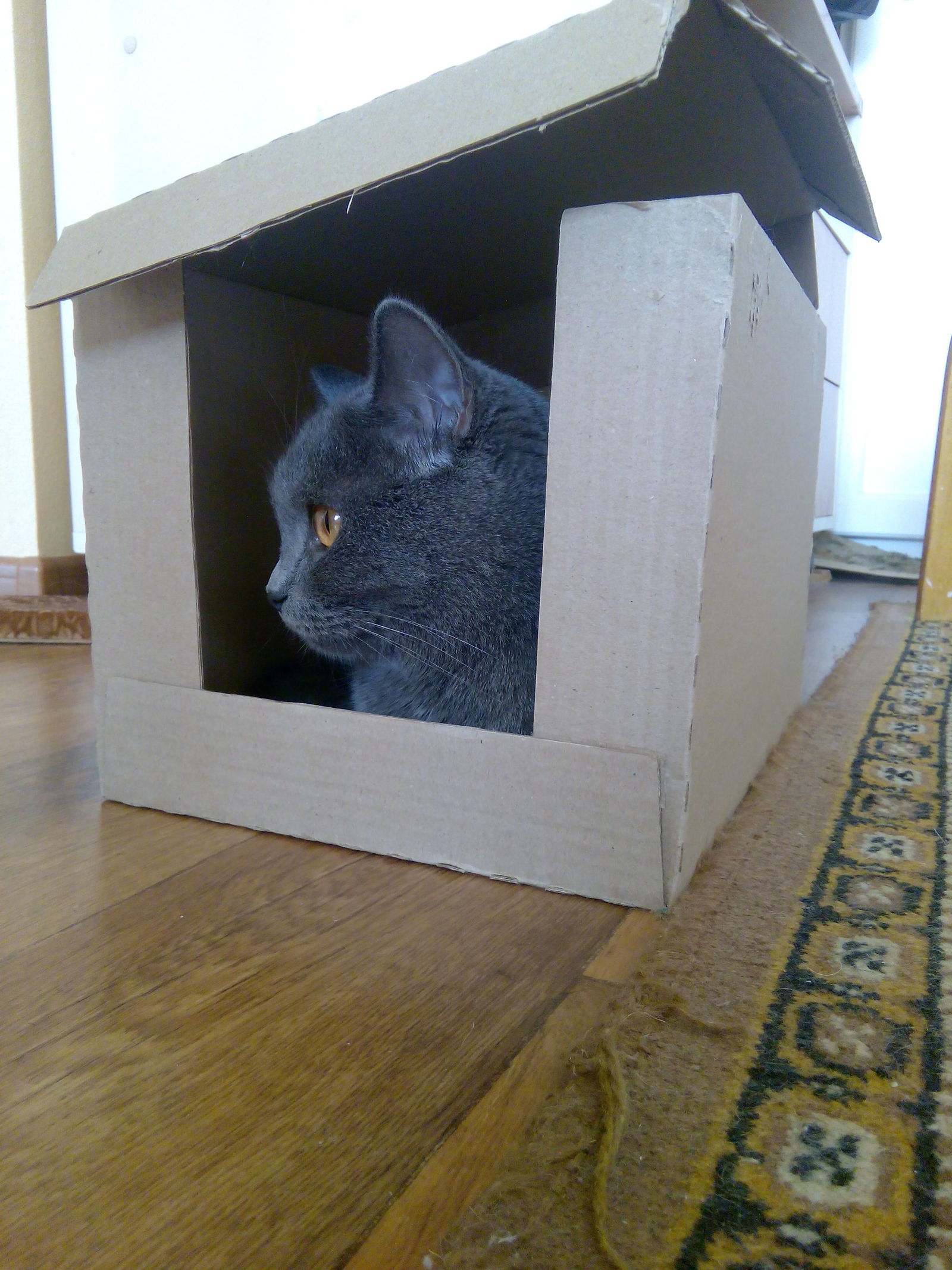 When the cat does not have a house. - My, My, cat, Package, Longpost