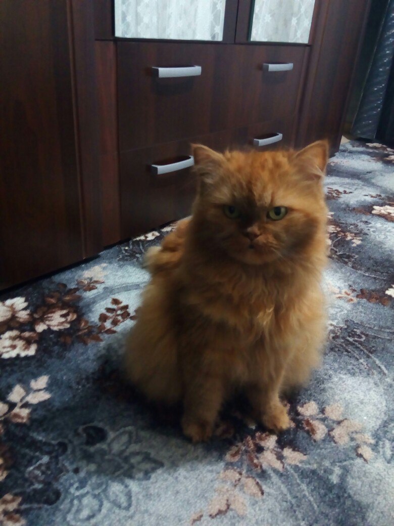 Pikabushniki of Nizhny Novgorod, I will give the cat in good hands - My, cat, In good hands, Nizhny Novgorod, Urgently