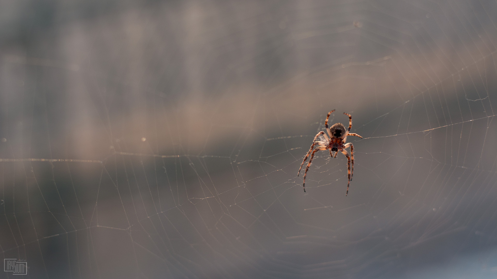 Spider for arachnophobes - My, Spider, The photo, Web, Arachnophobia, Wallpaper, Nikon d5200