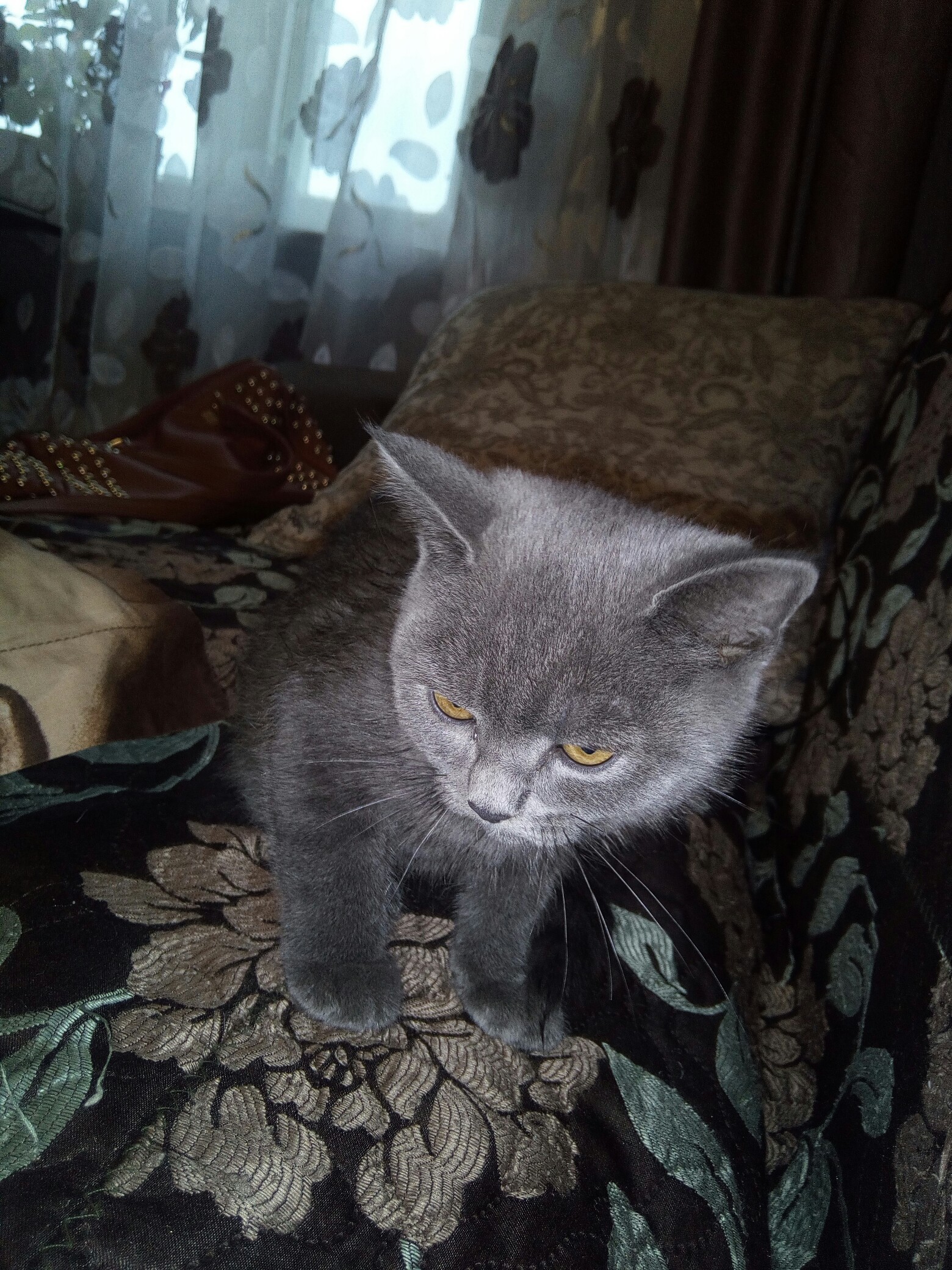 Orenburg, the kitten is looking for a home - My, Orenburg, cat, Found a cat, Looking for hosts, Helping animals, Help, In good hands