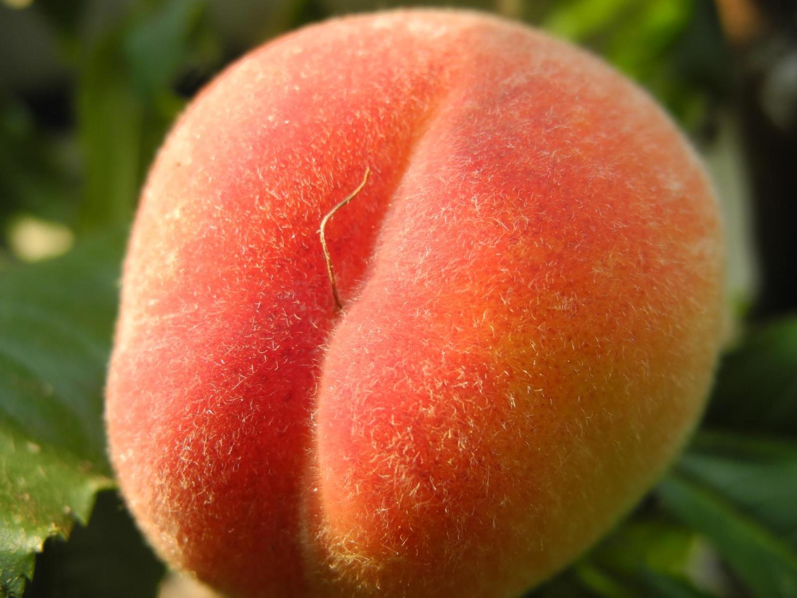 Tail - My, Peach, Tail, Garden, , Peaches