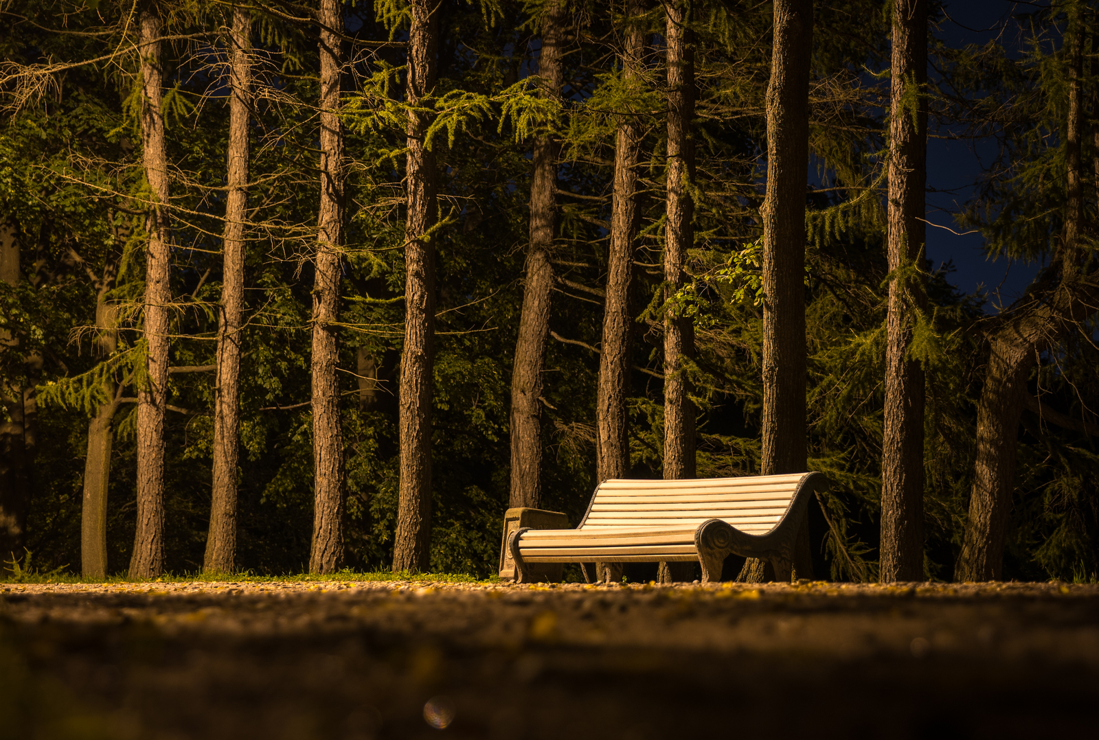 Night Central Park - My, Night, Saint Petersburg, Cpcchio, Autumn, Canon 24-70, Longpost