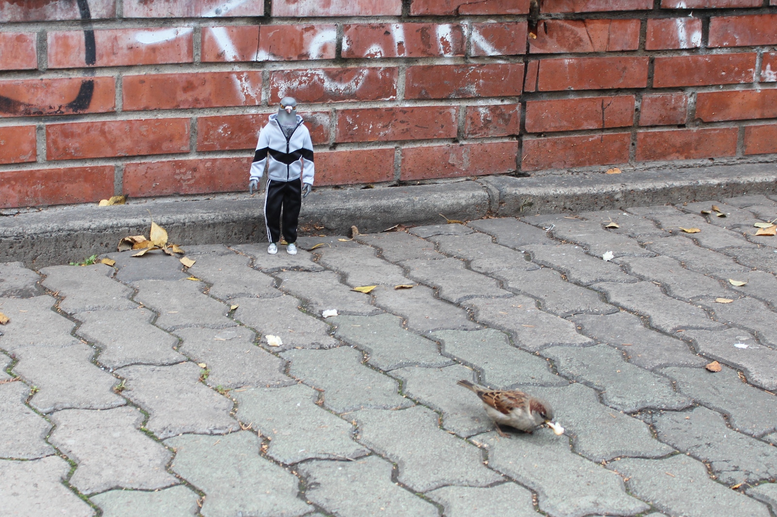 clear dove - My, Pigeon Gennady, Pigeon, Doll, Author's toy, Gopniks, My, Longpost