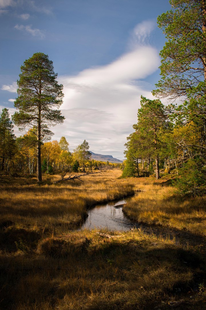 Beauty of Sweden - Sweden, beauty, Forest