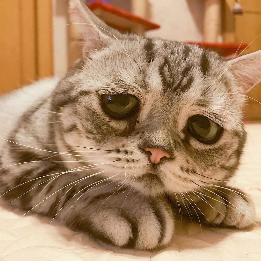 Luhu is the saddest cat in the world - Japan, cat, Pet, Pets, Sadness, Muzzle, Eyes, Milota, Longpost, Pet