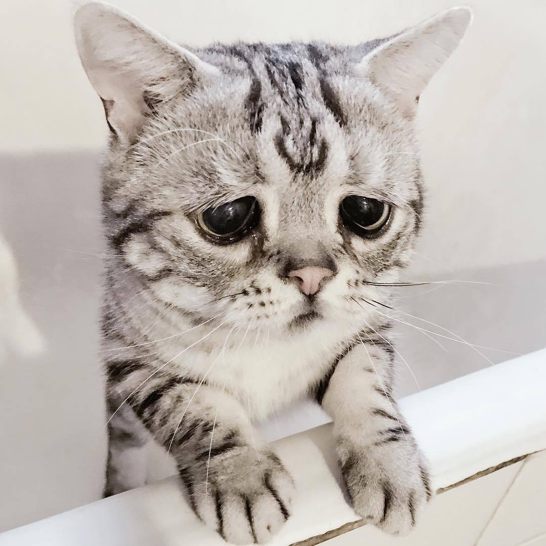 Luhu is the saddest cat in the world - Japan, cat, Pet, Pets, Sadness, Muzzle, Eyes, Milota, Longpost, Pet