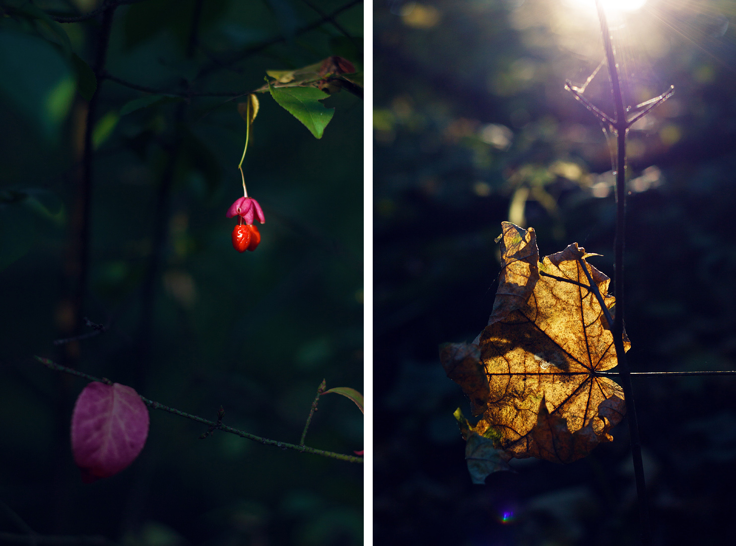 Autumn forest and sun - My, The photo, Canon, Autumn, Forest, Mushrooms, The sun, Longpost