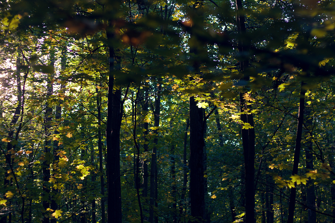 Autumn forest and sun - My, The photo, Canon, Autumn, Forest, Mushrooms, The sun, Longpost