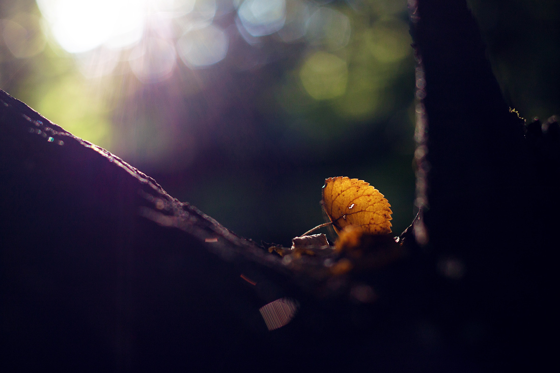 Autumn forest and sun - My, The photo, Canon, Autumn, Forest, Mushrooms, The sun, Longpost