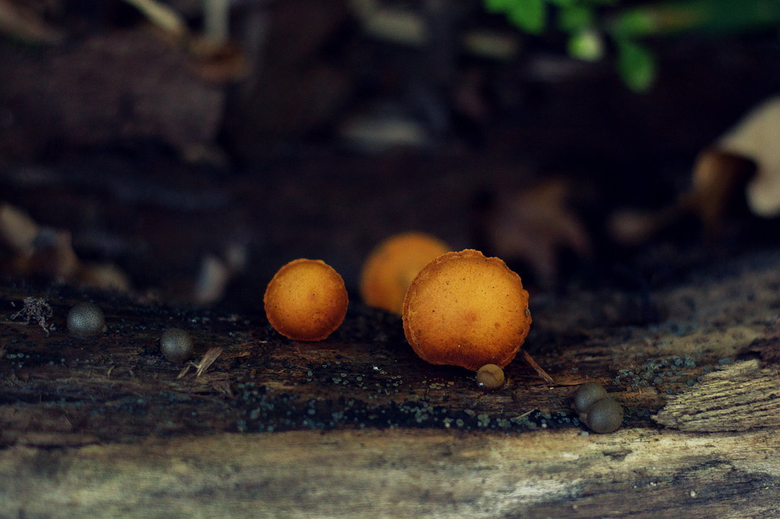 Autumn forest and sun - My, The photo, Canon, Autumn, Forest, Mushrooms, The sun, Longpost