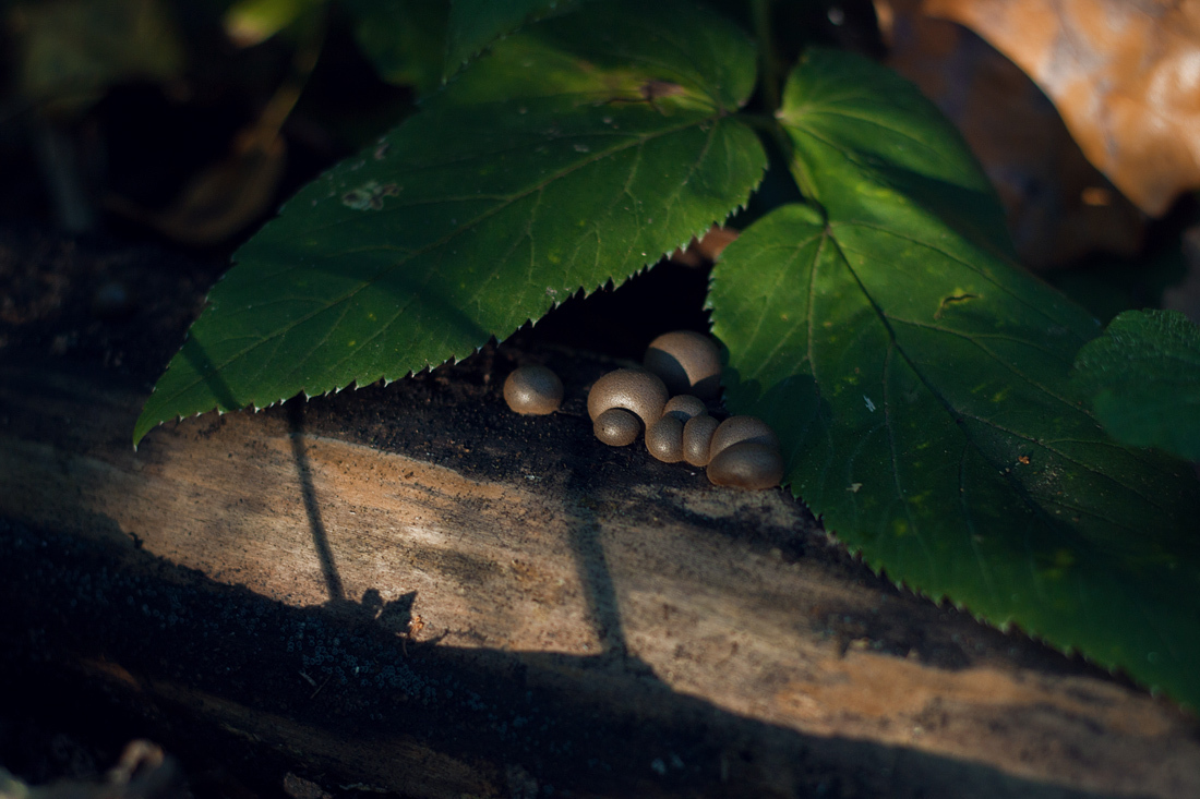 Autumn forest and sun - My, The photo, Canon, Autumn, Forest, Mushrooms, The sun, Longpost