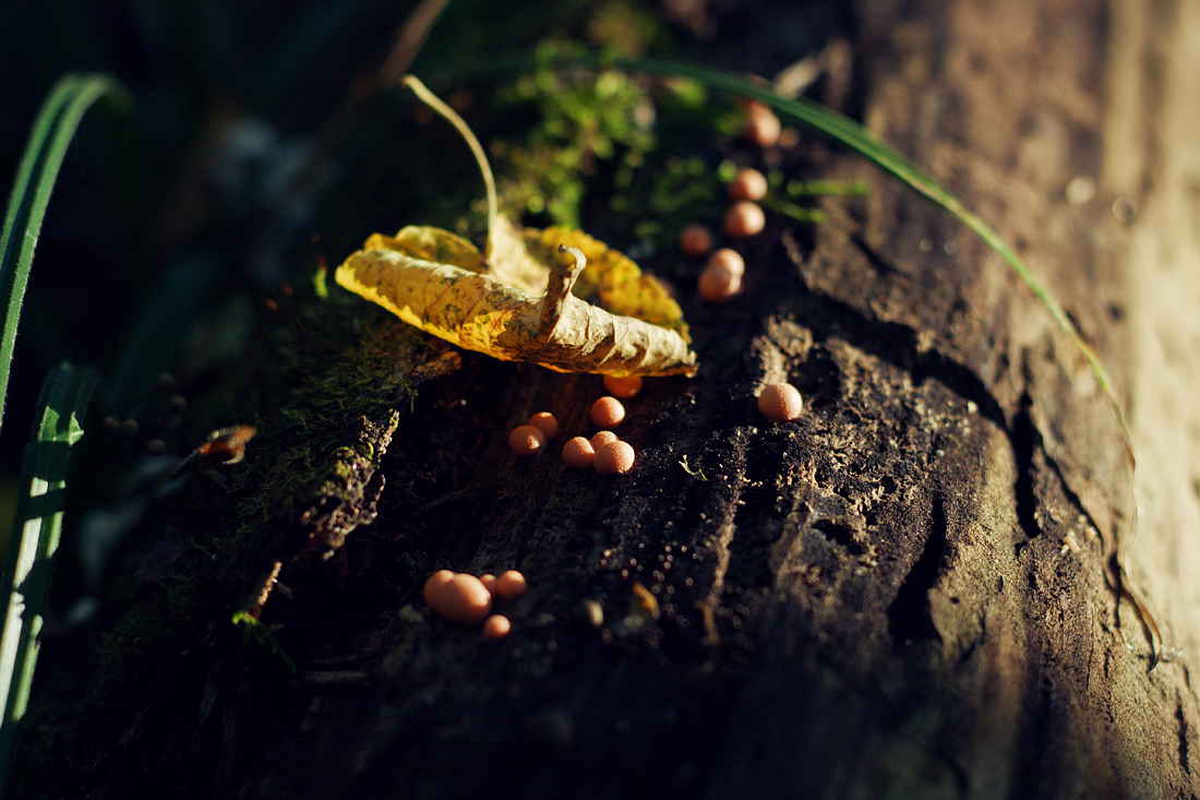 Autumn forest and sun - My, The photo, Canon, Autumn, Forest, Mushrooms, The sun, Longpost