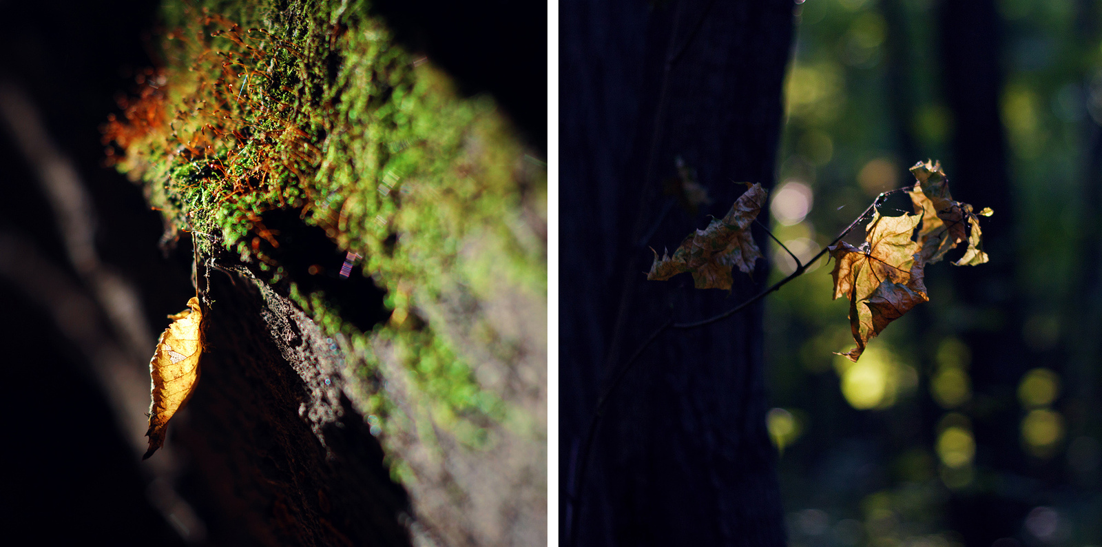 Autumn forest and sun - My, The photo, Canon, Autumn, Forest, Mushrooms, The sun, Longpost