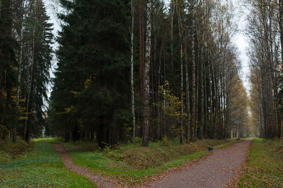 Autumn in Pavlovsk - My, Pavlovsk, Pavlovsky Park, Landscape, Autumn, The photo, Nikon